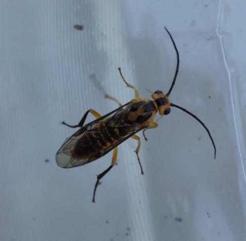 Réf. 263 457 : Euura tibialis
